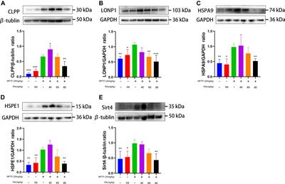 Rosmarinic Acid Inhibits Mitochondrial Damage by Alleviating Unfolded Protein Response